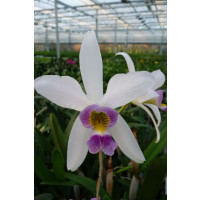 Laelia anceps 'coerulea' (Jgpfl.)