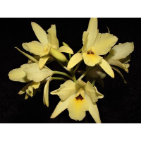 Laelia aurea