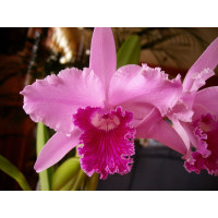 Laelia lobata