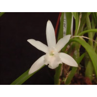 Laelia lundii 'alba'