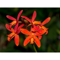 Laelia milleri