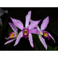 Laelia anceps 