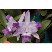 Laeliocattleya Cariad's Mini Queenie 'Angel Kiss' (Jgpf., Importpflanze)
