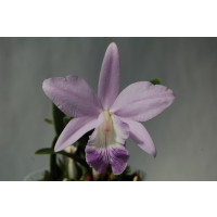 Laeliocattleya Love Knot