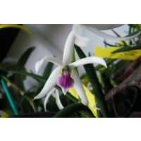 Leptotes bicolor (Jgpfl.)