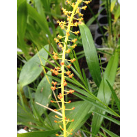 Liparis lacerata