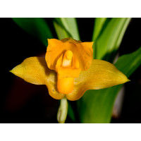 Lycaste aromatica