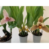 Lycaste Hybride