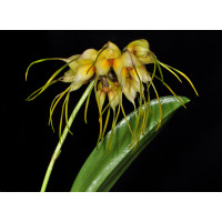 Masdevallia tridens 'jubar'