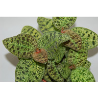 Macodes petola (blühstark)