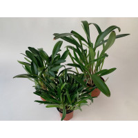 Masdevallia-Sortiment (3 Arten: veitcheana, coccinea, Measuresiana)