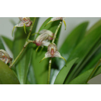 Masdevallia amanda