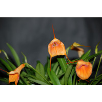 Masdevallia Amazone 'Samantha' (2-3 Stiele)