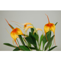 Masdevallia Amazone 'Sheila' (2-3 Stiele)