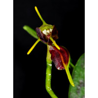 Masdevallia bicolor
