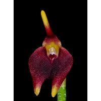 Masdevallia carnosa