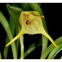 Masdevallia chasei