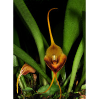 Masdevallia curtipes