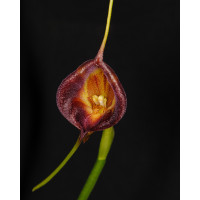 Masdevallia echo