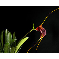 Masdevallia lata