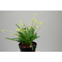 Masdevallia minuta (blühstark, ohne Knospe / Blüte)