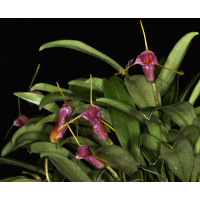 Masdevallia mystica