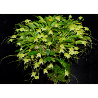 Masdevallia nidifica 'Yellow'
