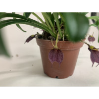 Masdevallia tuerckheimii