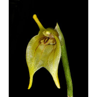 Masdevallia vargasii