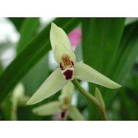 Maxillaria marginata