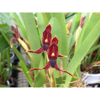 Maxillaria meleagris