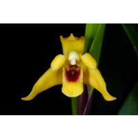 Maxillaria variabilis