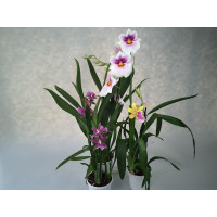 Miltonia-Sortiment (3 Pfl. blühstark, nicht in Knospe / Blüte)