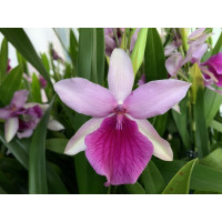 Miltonia Honolulu 'Lipstick'