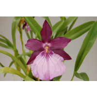 Miltonia morelliana