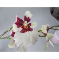Miltonidium Bartley White (2 Rispen)