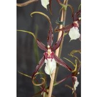 Odontobrassia Kenneth Bivin 'Santa Barbara' (1 Rispe)