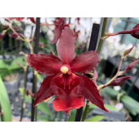 Odontonia Lisa Delight (2 Rispen)