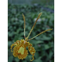 Psychopsis Butterfly (1 Stiel)