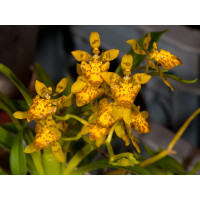 Oncidium meirax