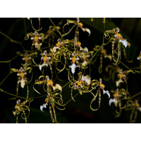 Oncidium phymatochilum