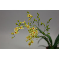 Oncidium Tiny Twinkle 'Gold Dust' (Jgpfl.)
