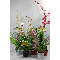 Orchideen-Schnäppchen (10 knospige/blühende Pfl.)
