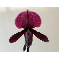 Paphiopedilum Black Jack x P. Vinicolor 'Schwarze Madonna' (1 Stiel)