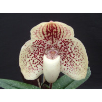 Paphiopedilum godefroyae