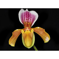 Paphiopedilum gratrixianum var. christensonianum (Jgpfl.)