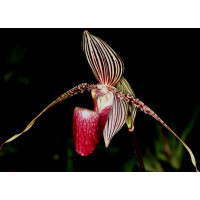 Paphiopedilum rothschildianum (Jgpfl.)