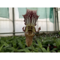 Paphiopedilum fairrieanum