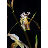 Paphiopedilum kolopakingii (Jgpfl)