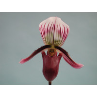 Paphiopedilum barbatum 'nigritum'